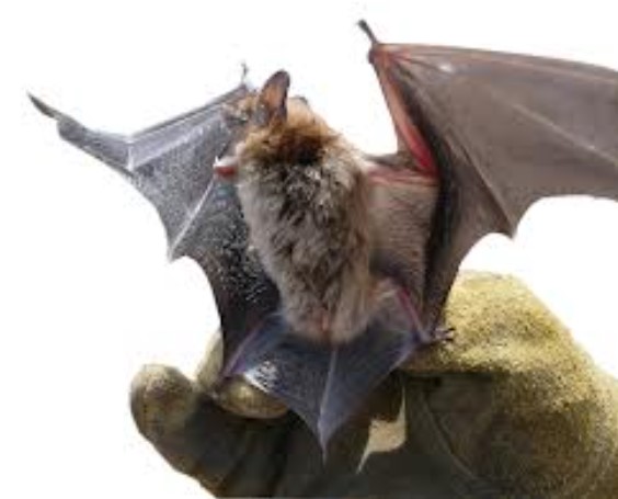 Wildlife Removal: Steps To Be Taken To Get Rid of Bats From Your Home