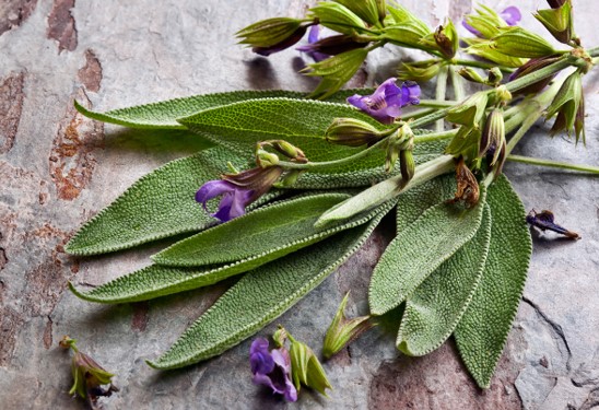How to Eat Sage and Get the Top Health Benefits