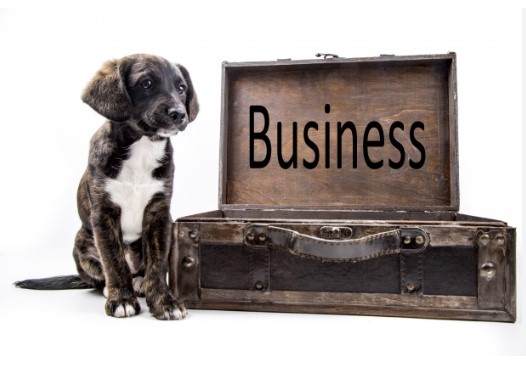 Choosing the Right Self-Development Tools for Your Pet Business